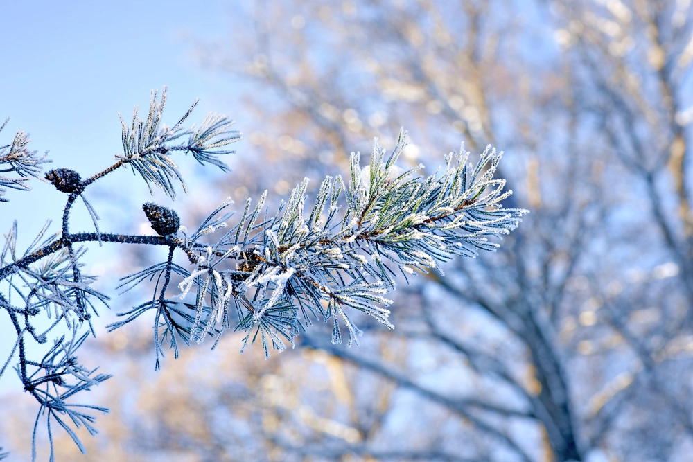 © Amy Johansson / Shutterstock Ein schneebedeckter Zweig und blauer Himmel