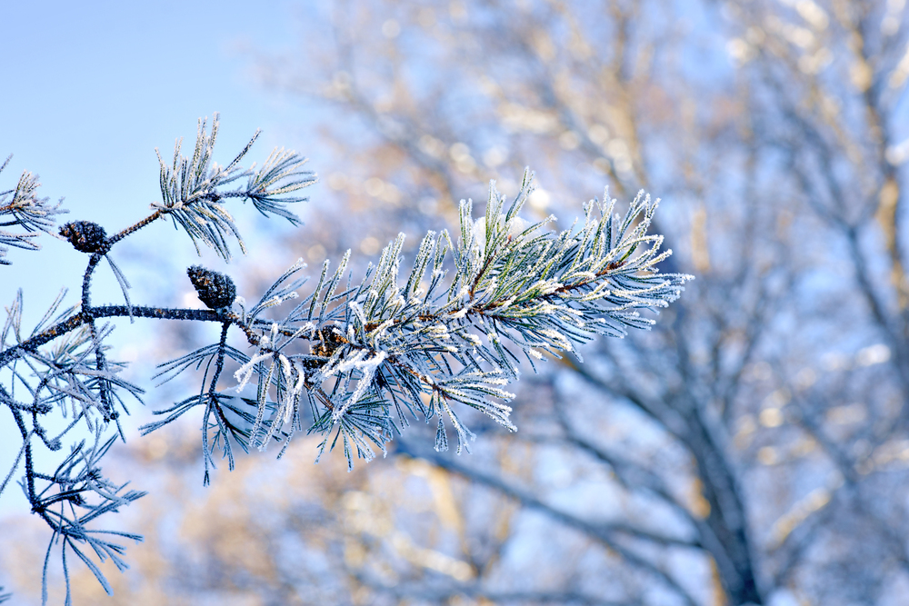 Ein schneebedeckter Zweig und blauer Himmel